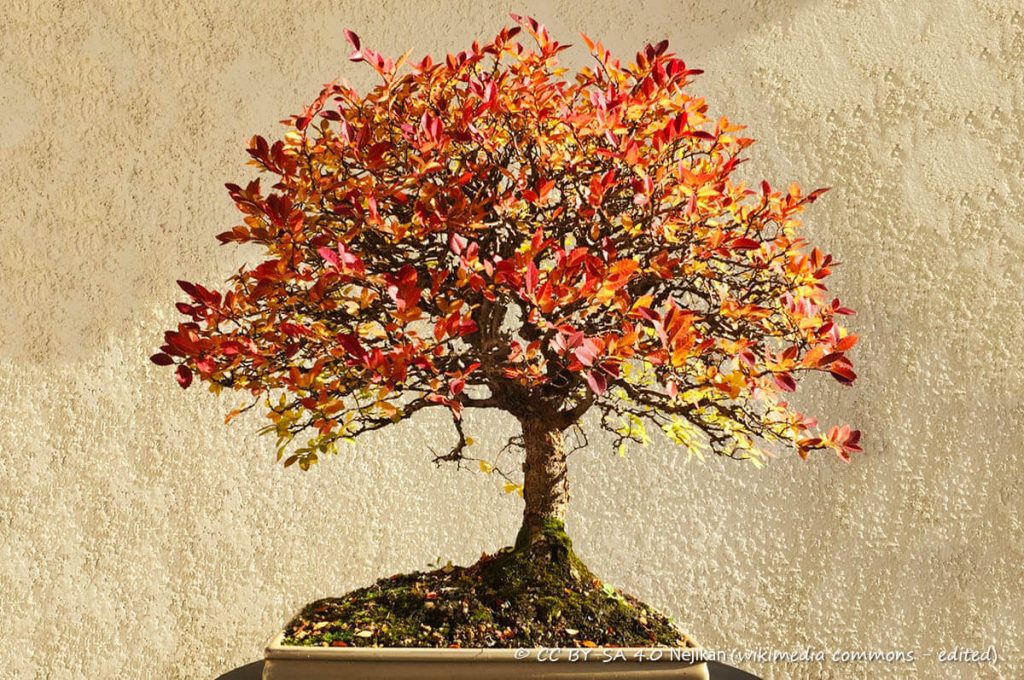 Bonsai in stile scopa rovesciata