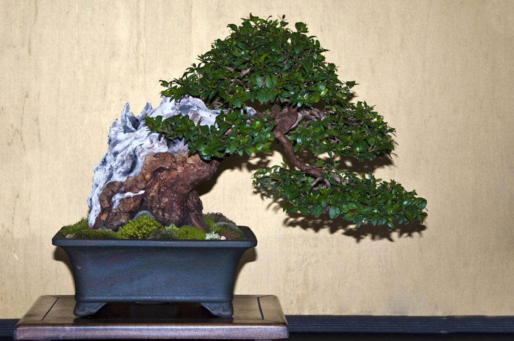 Bonsai in stile semi-cascata