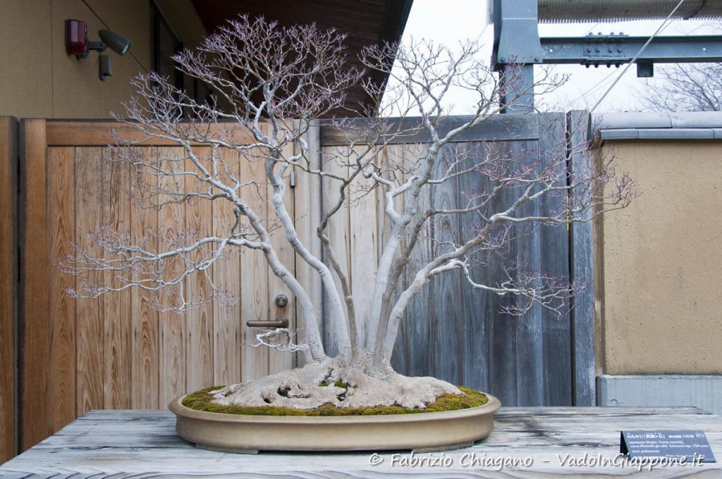 Bonsai stile a zattera